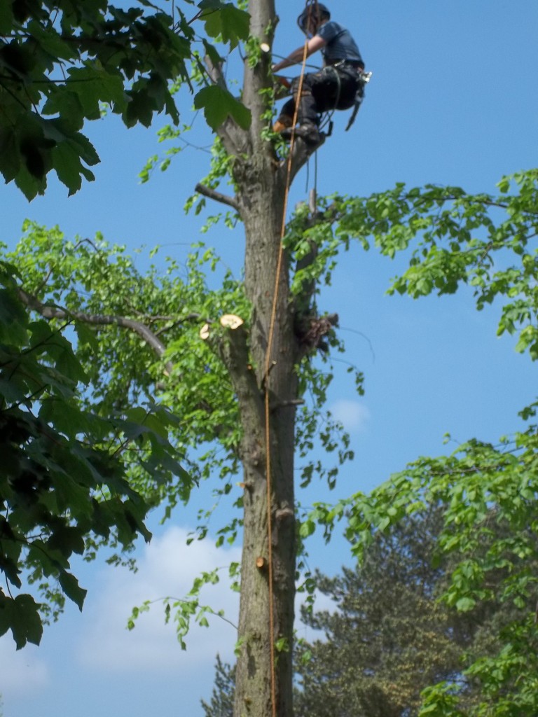 We carry out all types of tree work