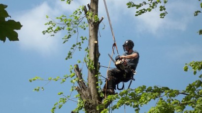 Tree surgery