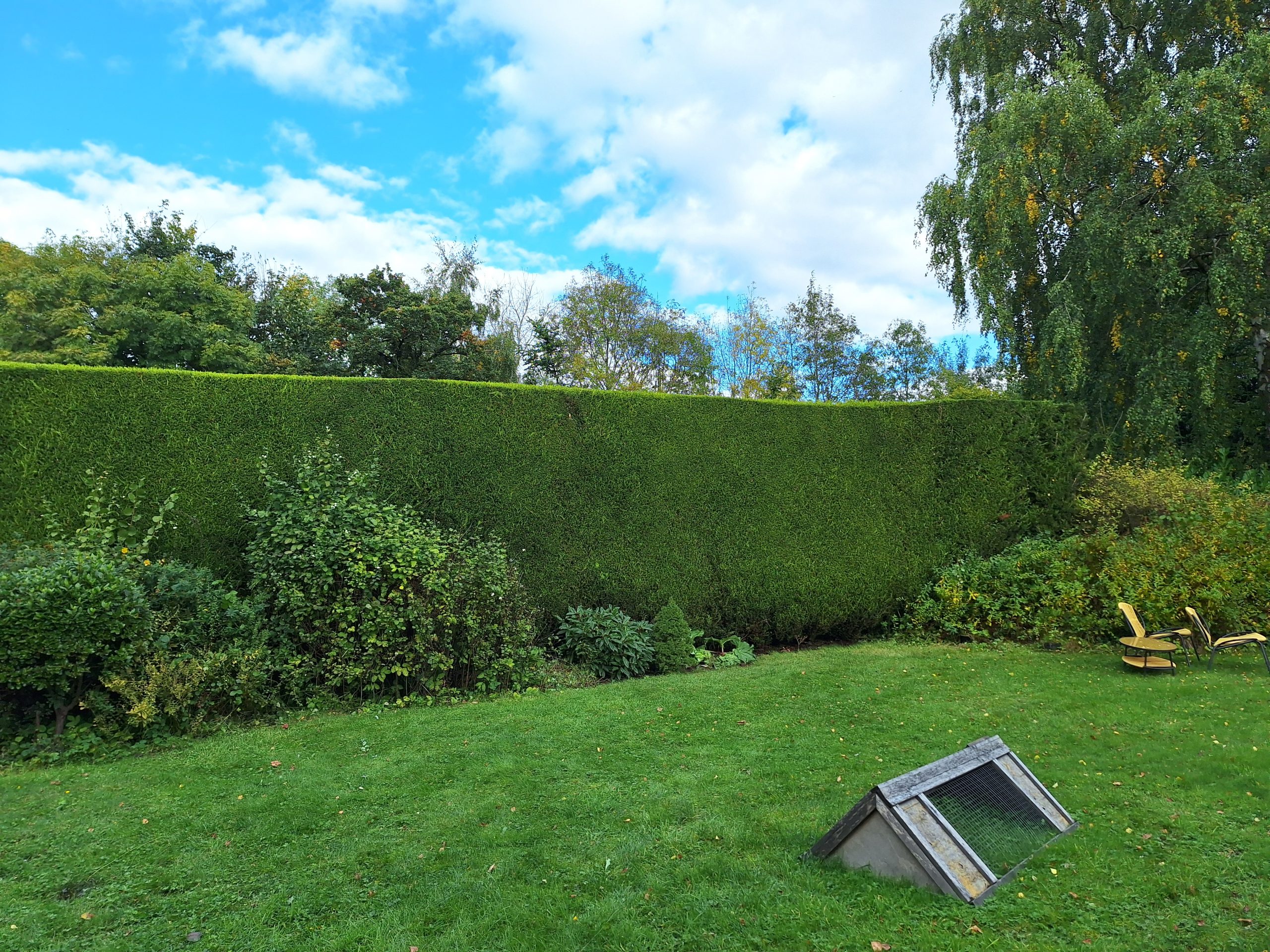 Garden lawn, autumn