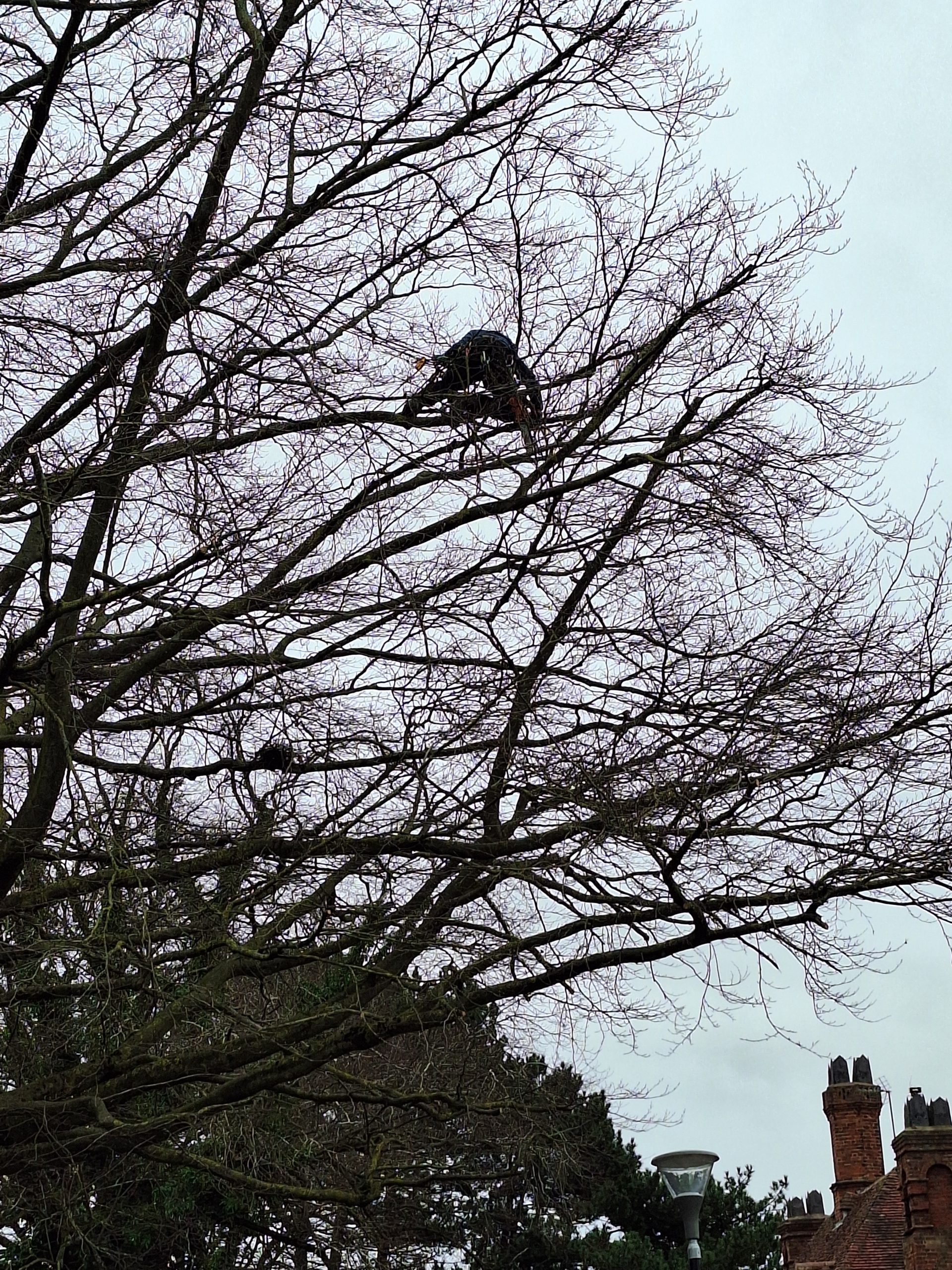 Canopy work, winter