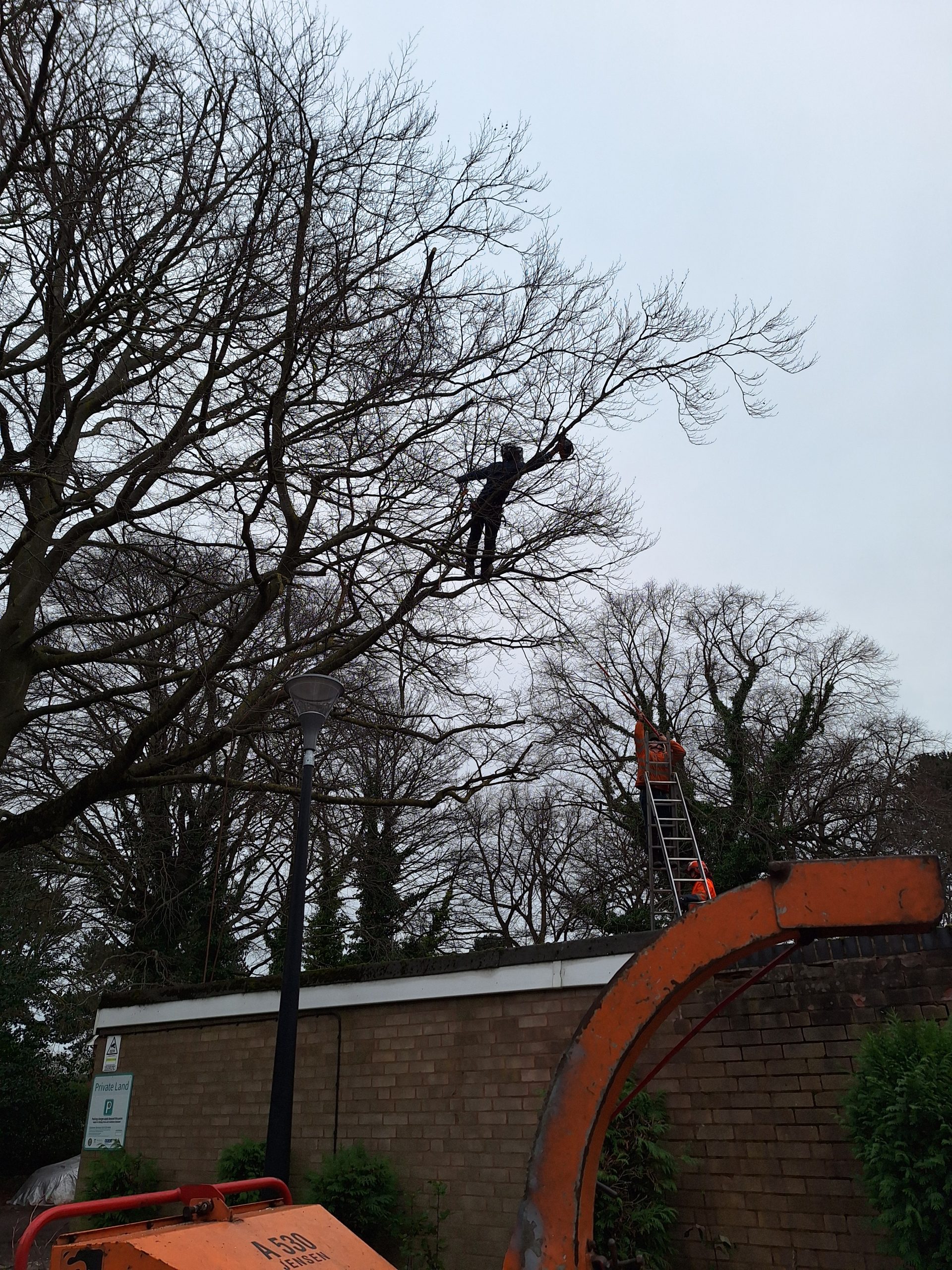 Branch removal