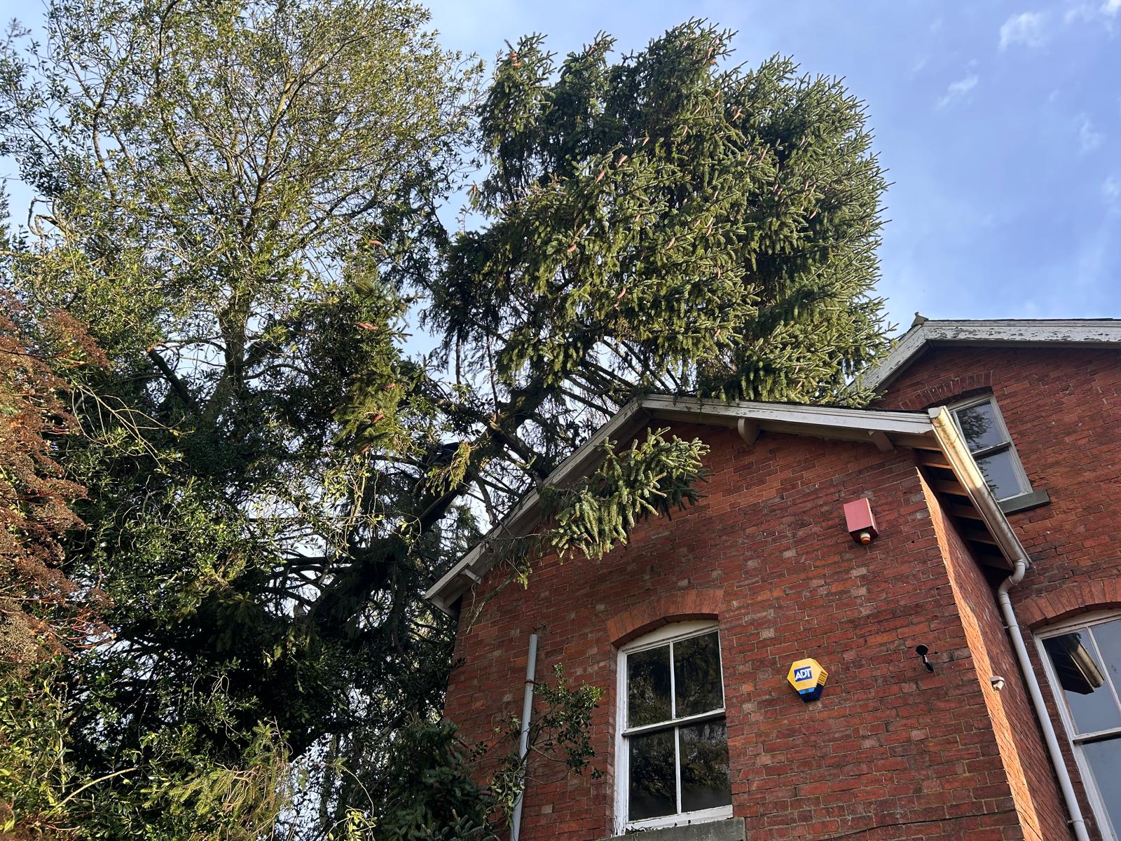 Tree surgery residential