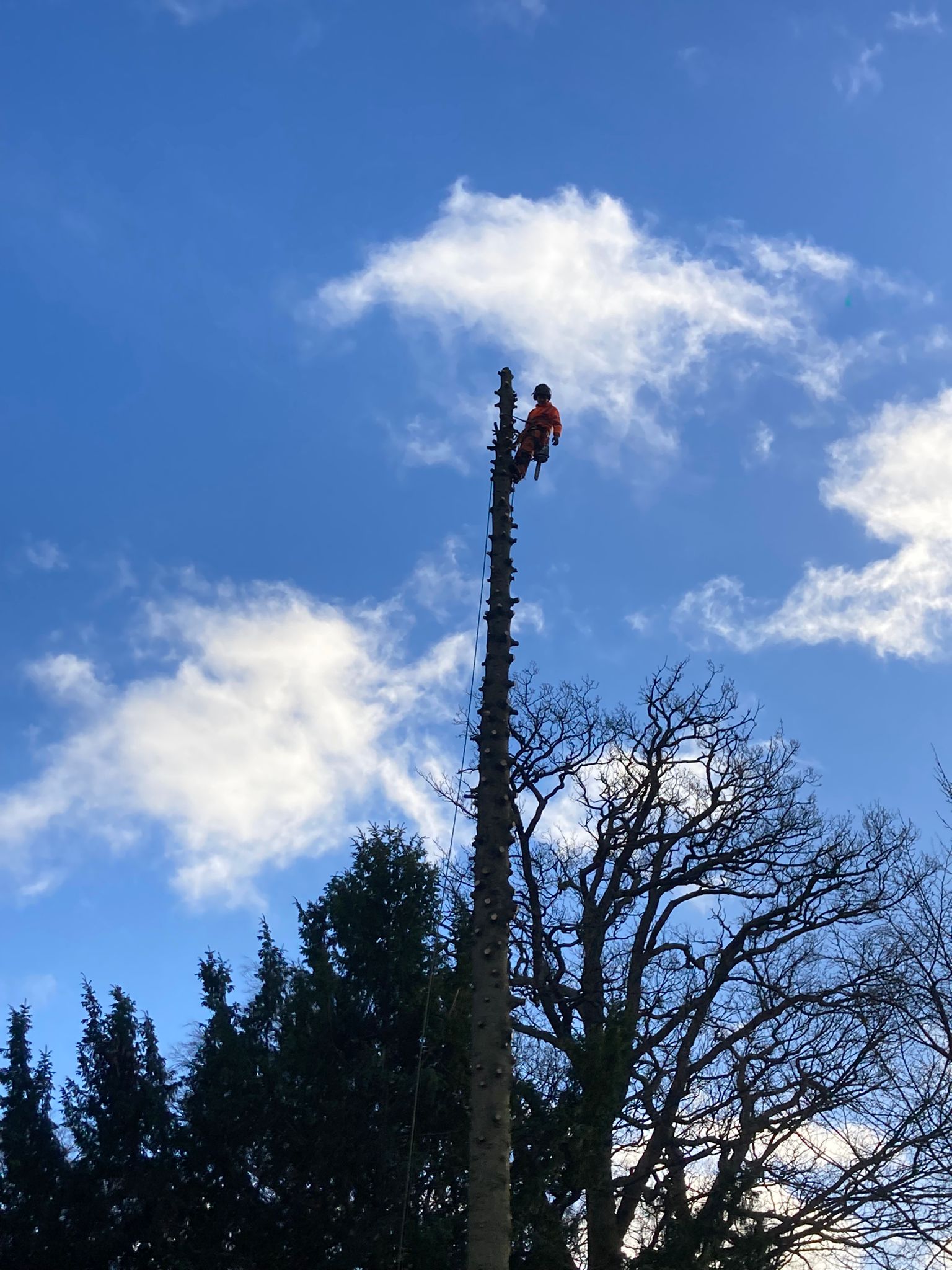 Pollarding, blue sky