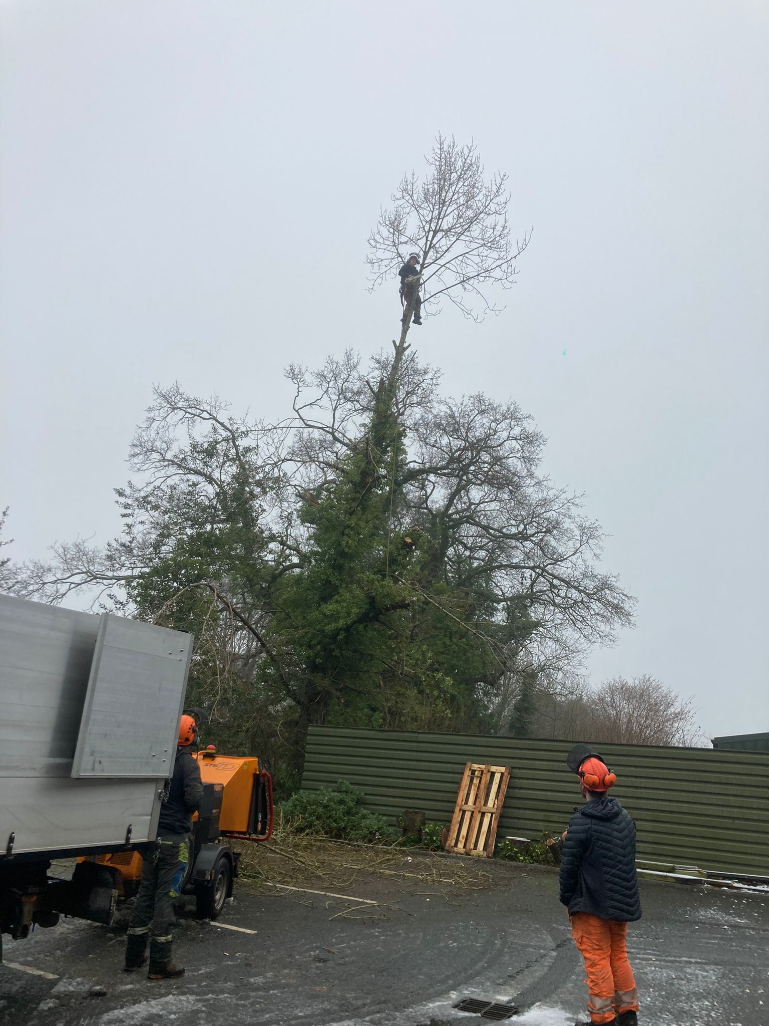 Tree felling, street