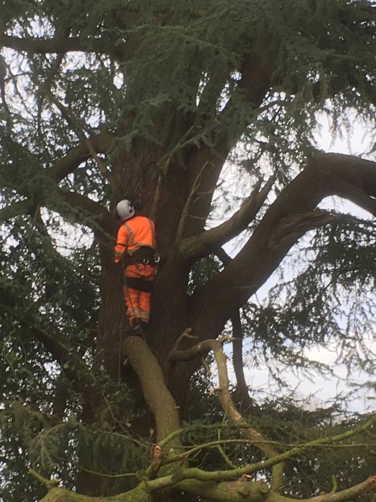 Large tree dismantling