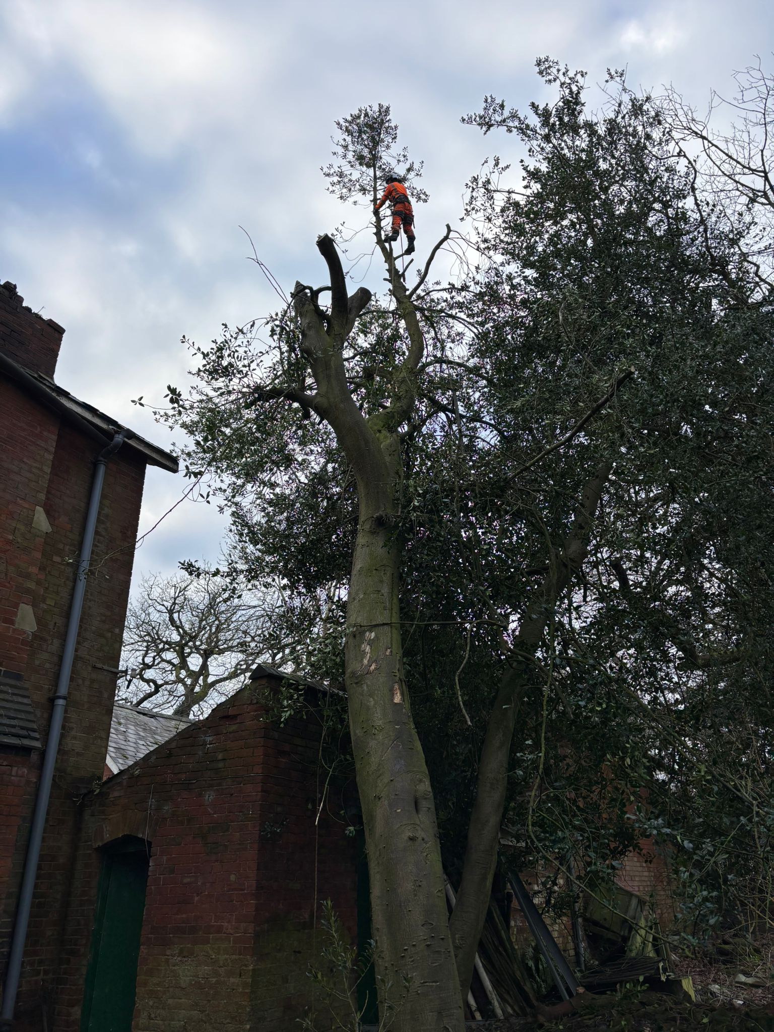 Tree felling, residential