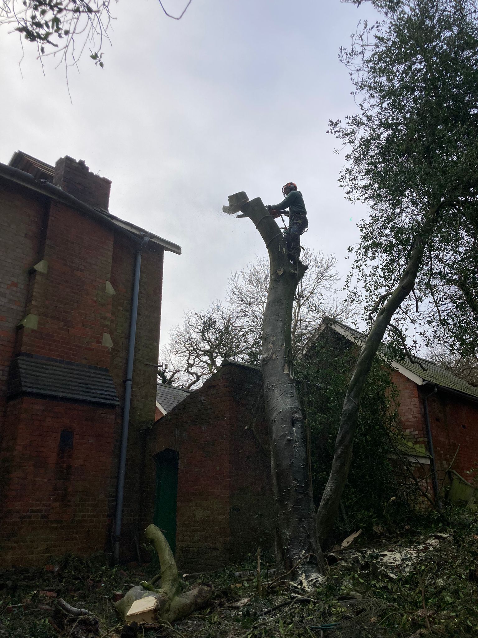 Complex tree removal near building