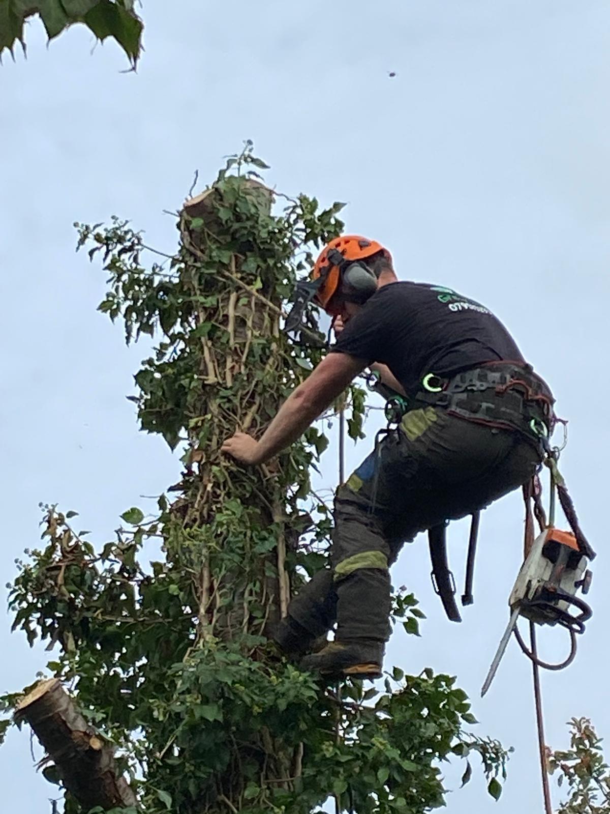 Arborist climbing tree, aerial canopy work, Worcestershire